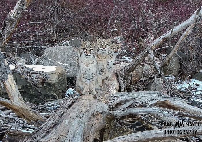 “I was about to leave, but I spotted something crossing the ice”: Photographer’s Drone Captures 3 Adorably Comfy Wild Bobcats Chilling “I was about to leave, but I spotted something crossing the ice”: Photographer’s Drone Captures 3 Adorably Comfy Wild Bobcats Chilling