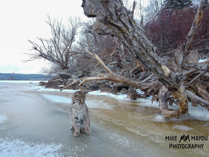 “I was about to leave, but I spotted something crossing the ice”: Photographer’s Drone Captures 3 Adorably Comfy Wild Bobcats Chilling “I was about to leave, but I spotted something crossing the ice”: Photographer’s Drone Captures 3 Adorably Comfy Wild Bobcats Chilling