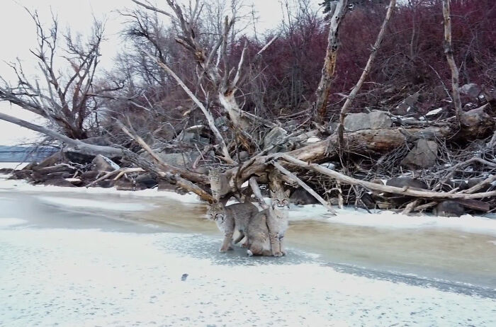 “I was about to leave, but I spotted something crossing the ice”: Photographer’s Drone Captures 3 Adorably Comfy Wild Bobcats Chilling “I was about to leave, but I spotted something crossing the ice”: Photographer’s Drone Captures 3 Adorably Comfy Wild Bobcats Chilling