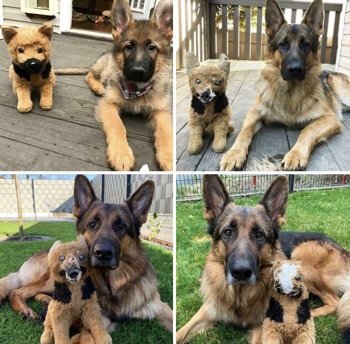 30 Pics That Prove All Living Creatures Need Toys (New Pics) 30 Pics That Prove All Living Creatures Need Toys (New Pics)