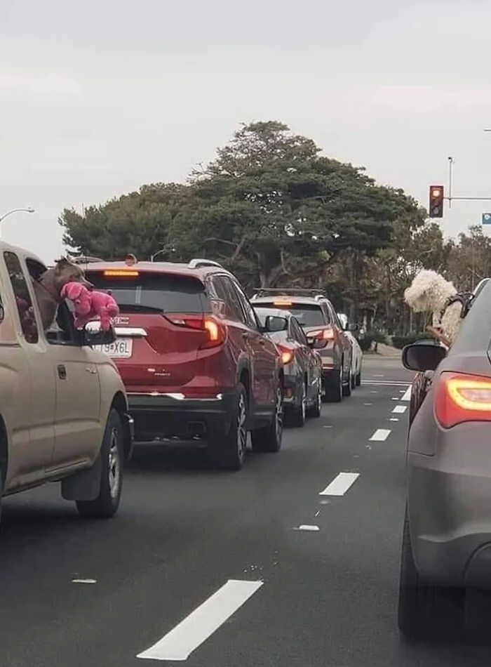 30 Pics That Prove All Living Creatures Need Toys (New Pics) 30 Pics That Prove All Living Creatures Need Toys (New Pics)