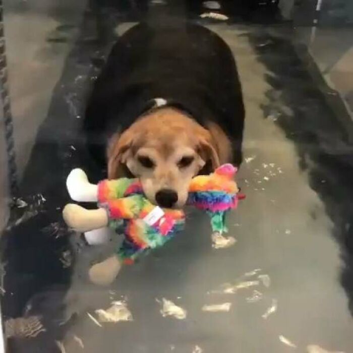 30 Pics That Prove All Living Creatures Need Toys (New Pics) 30 Pics That Prove All Living Creatures Need Toys (New Pics)