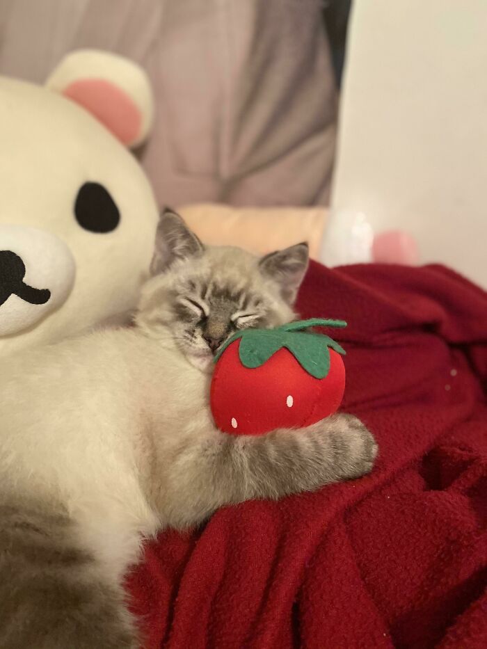 30 Pics That Prove All Living Creatures Need Toys (New Pics) 30 Pics That Prove All Living Creatures Need Toys (New Pics)