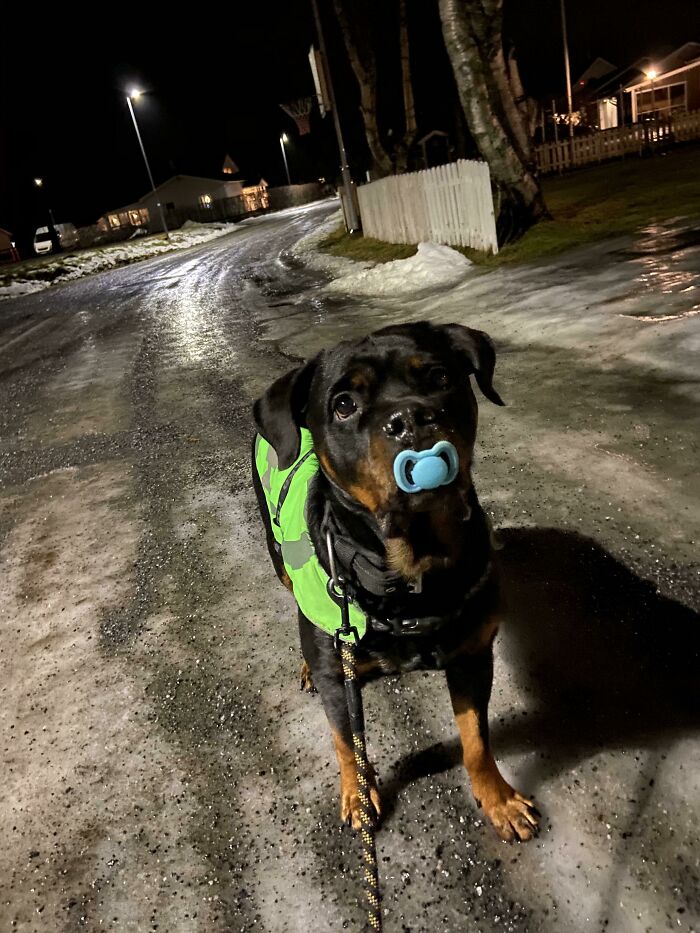 30 Pics That Prove All Living Creatures Need Toys (New Pics) 30 Pics That Prove All Living Creatures Need Toys (New Pics)