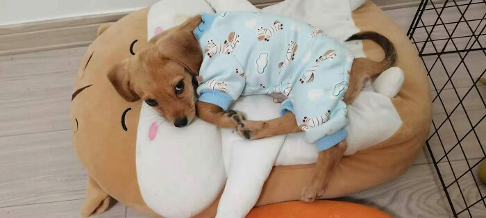 30 Pics That Prove All Living Creatures Need Toys (New Pics) 30 Pics That Prove All Living Creatures Need Toys (New Pics)