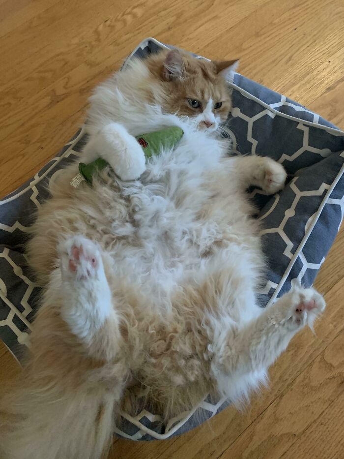 30 Pics That Prove All Living Creatures Need Toys (New Pics) 30 Pics That Prove All Living Creatures Need Toys (New Pics)