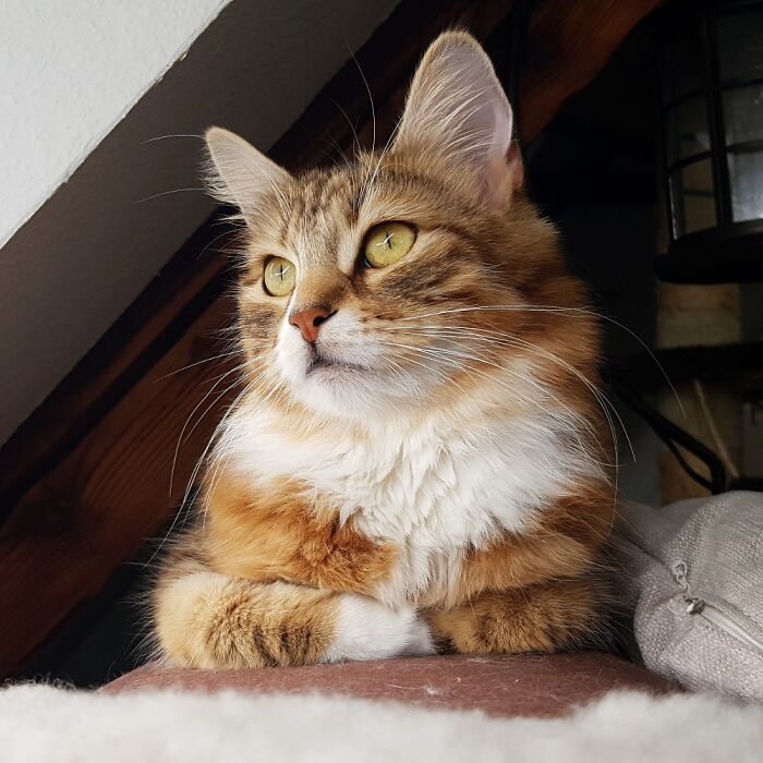 Hey Pandas, Share The Prettiest Photo Of Your Pet (Closed) Hey Pandas, Share The Prettiest Photo Of Your Pet (Closed)