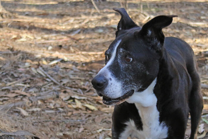 Hey Pandas, Share The Prettiest Photo Of Your Pet (Closed) Hey Pandas, Share The Prettiest Photo Of Your Pet (Closed)