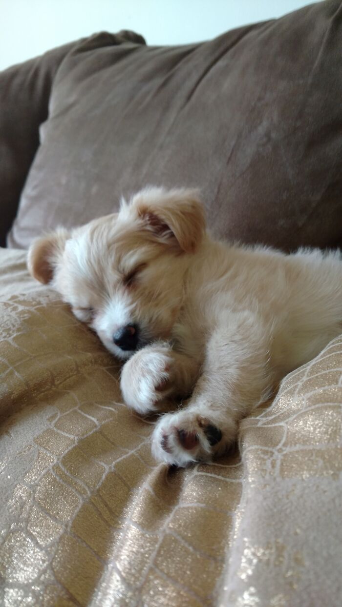 Hey Pandas, Share The Prettiest Photo Of Your Pet (Closed) Hey Pandas, Share The Prettiest Photo Of Your Pet (Closed)