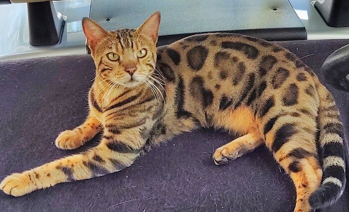 Hey Pandas, Share The Prettiest Photo Of Your Pet (Closed) Hey Pandas, Share The Prettiest Photo Of Your Pet (Closed)