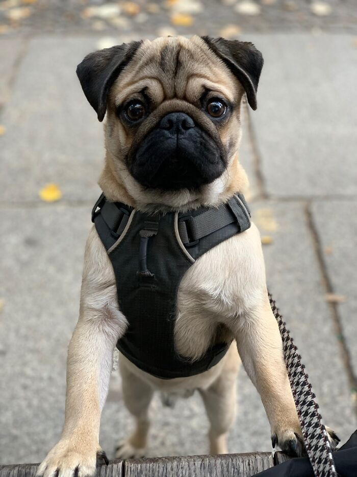 Hey Pandas, Share The Prettiest Photo Of Your Pet (Closed) Hey Pandas, Share The Prettiest Photo Of Your Pet (Closed)