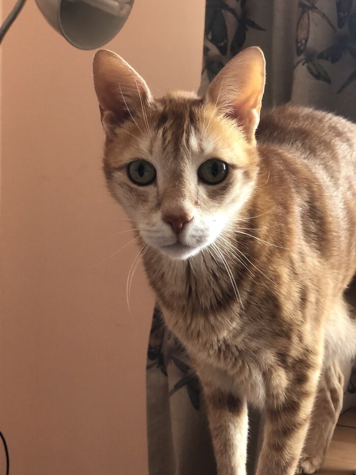 Hey Pandas, Share The Prettiest Photo Of Your Pet (Closed) Hey Pandas, Share The Prettiest Photo Of Your Pet (Closed)