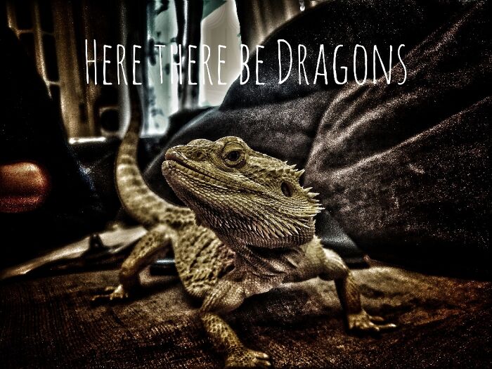 Hey Pandas, Share The Prettiest Photo Of Your Pet (Closed) Hey Pandas, Share The Prettiest Photo Of Your Pet (Closed)