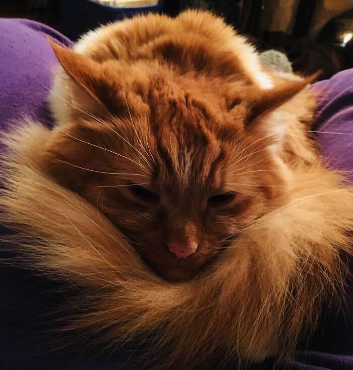 Hey Pandas, Share The Prettiest Photo Of Your Pet (Closed) Hey Pandas, Share The Prettiest Photo Of Your Pet (Closed)