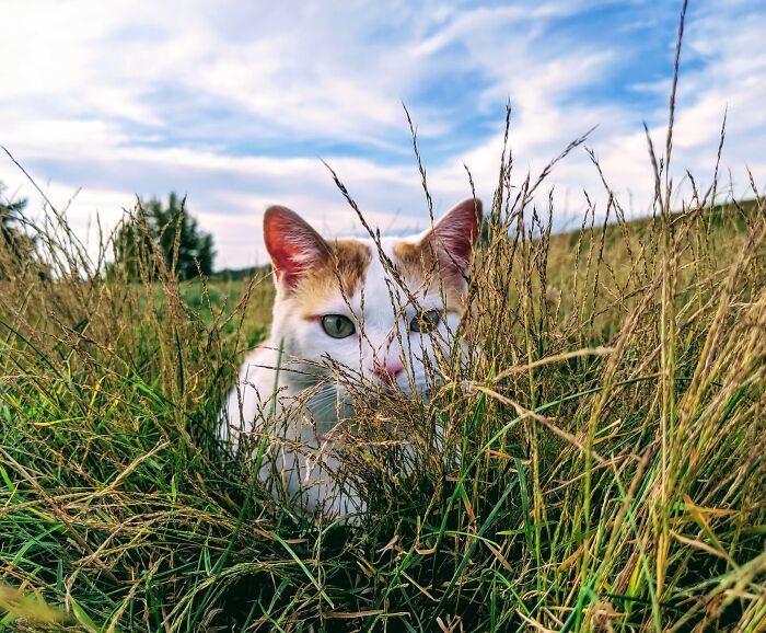 Hey Pandas, Share The Prettiest Photo Of Your Pet (Closed) Hey Pandas, Share The Prettiest Photo Of Your Pet (Closed)