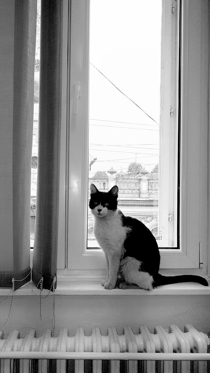 Hey Pandas, Share The Prettiest Photo Of Your Pet (Closed) Hey Pandas, Share The Prettiest Photo Of Your Pet (Closed)