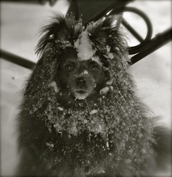 Hey Pandas, Share The Prettiest Photo Of Your Pet (Closed) Hey Pandas, Share The Prettiest Photo Of Your Pet (Closed)