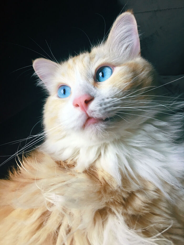 Hey Pandas, Share The Prettiest Photo Of Your Pet (Closed) Hey Pandas, Share The Prettiest Photo Of Your Pet (Closed)