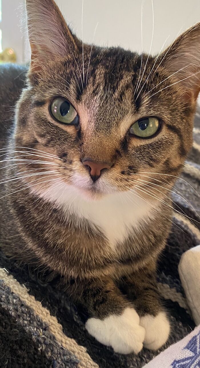 Hey Pandas, Share The Prettiest Photo Of Your Pet (Closed) Hey Pandas, Share The Prettiest Photo Of Your Pet (Closed)