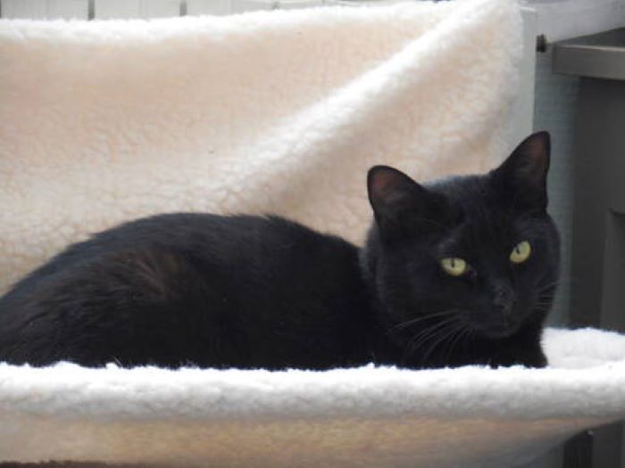 Hey Pandas, Share The Prettiest Photo Of Your Pet (Closed) Hey Pandas, Share The Prettiest Photo Of Your Pet (Closed)