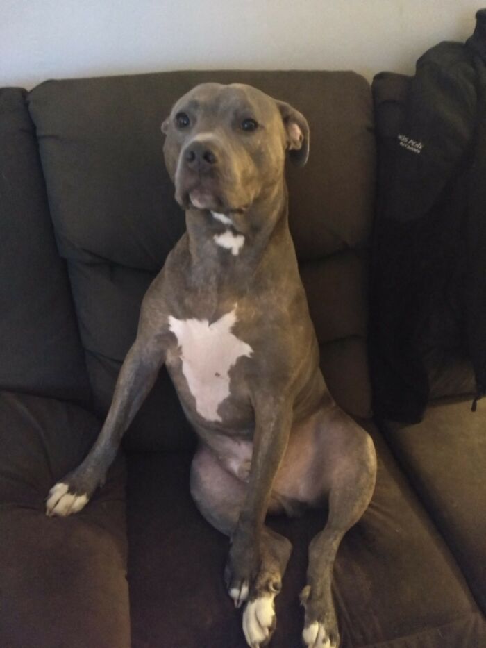 Hey Pandas, Share The Prettiest Photo Of Your Pet (Closed) Hey Pandas, Share The Prettiest Photo Of Your Pet (Closed)