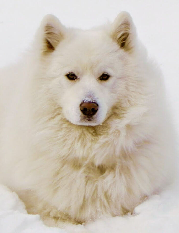 Hey Pandas, Share The Prettiest Photo Of Your Pet (Closed) Hey Pandas, Share The Prettiest Photo Of Your Pet (Closed)