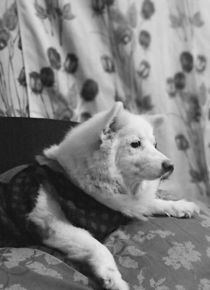 Hey Pandas, Share The Prettiest Photo Of Your Pet (Closed) Hey Pandas, Share The Prettiest Photo Of Your Pet (Closed)