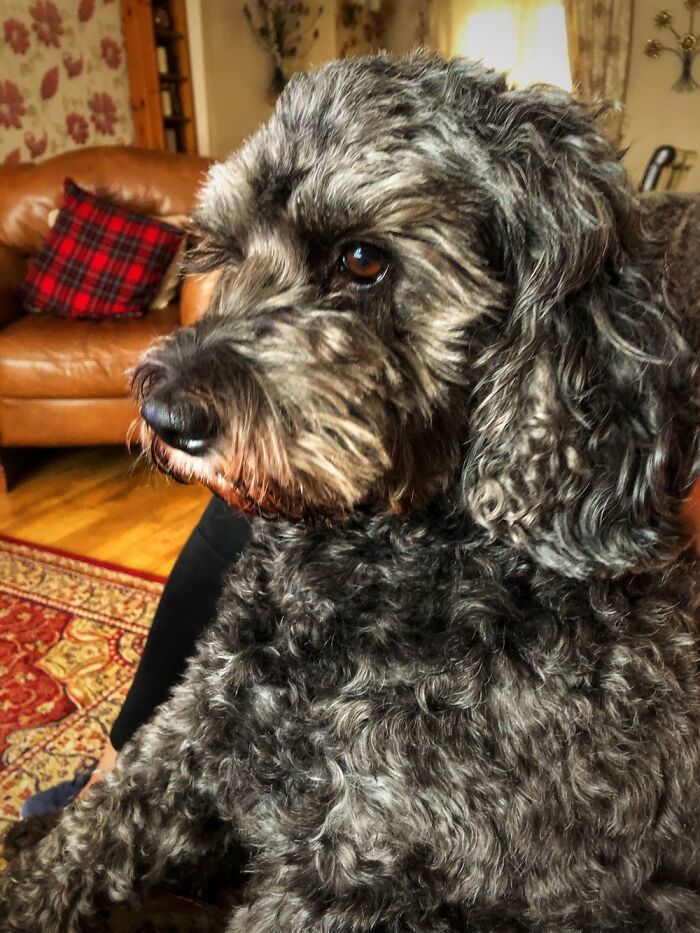 Hey Pandas, Share The Prettiest Photo Of Your Pet (Closed) Hey Pandas, Share The Prettiest Photo Of Your Pet (Closed)