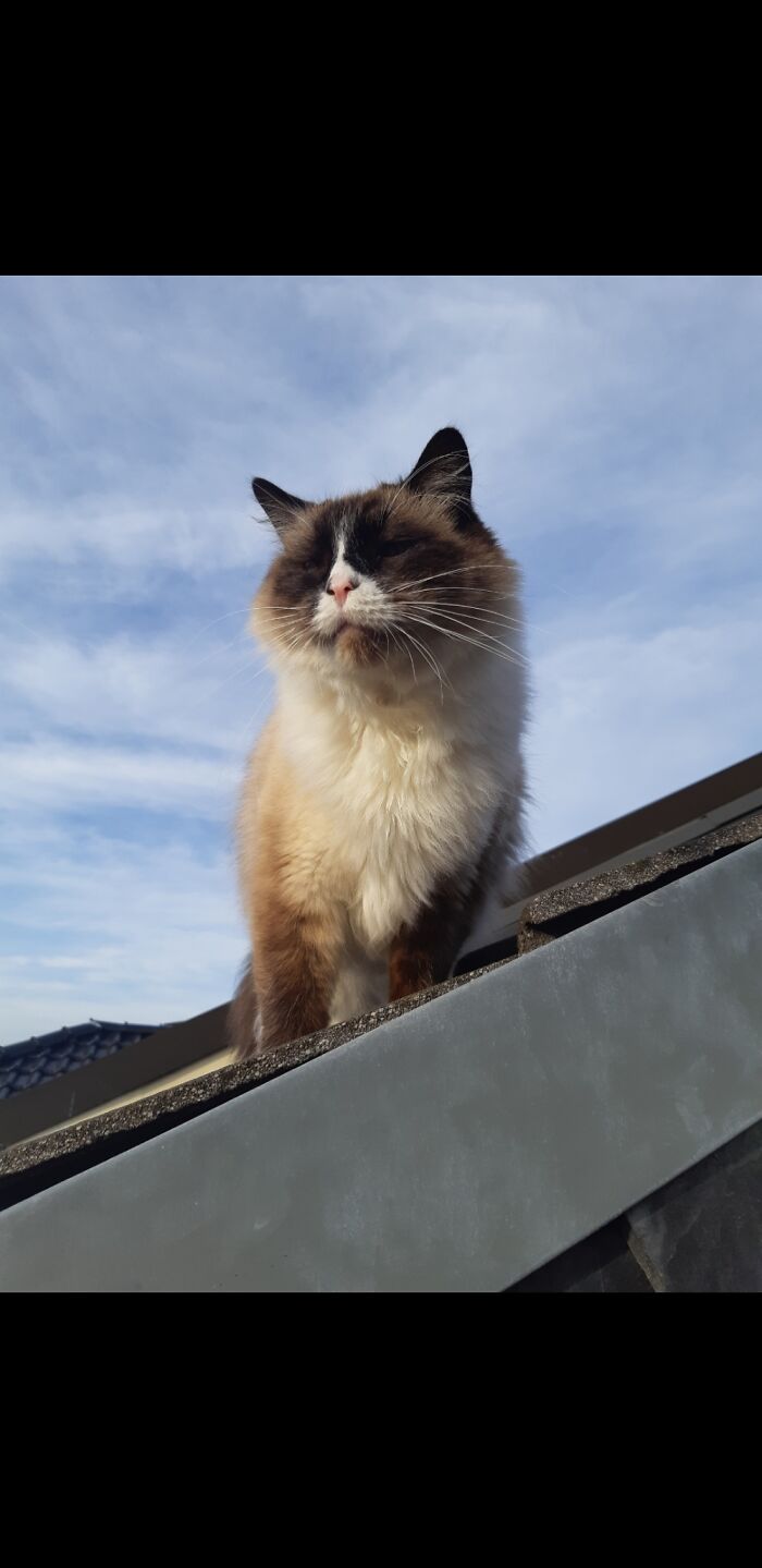 Hey Pandas, Share The Prettiest Photo Of Your Pet (Closed) Hey Pandas, Share The Prettiest Photo Of Your Pet (Closed)