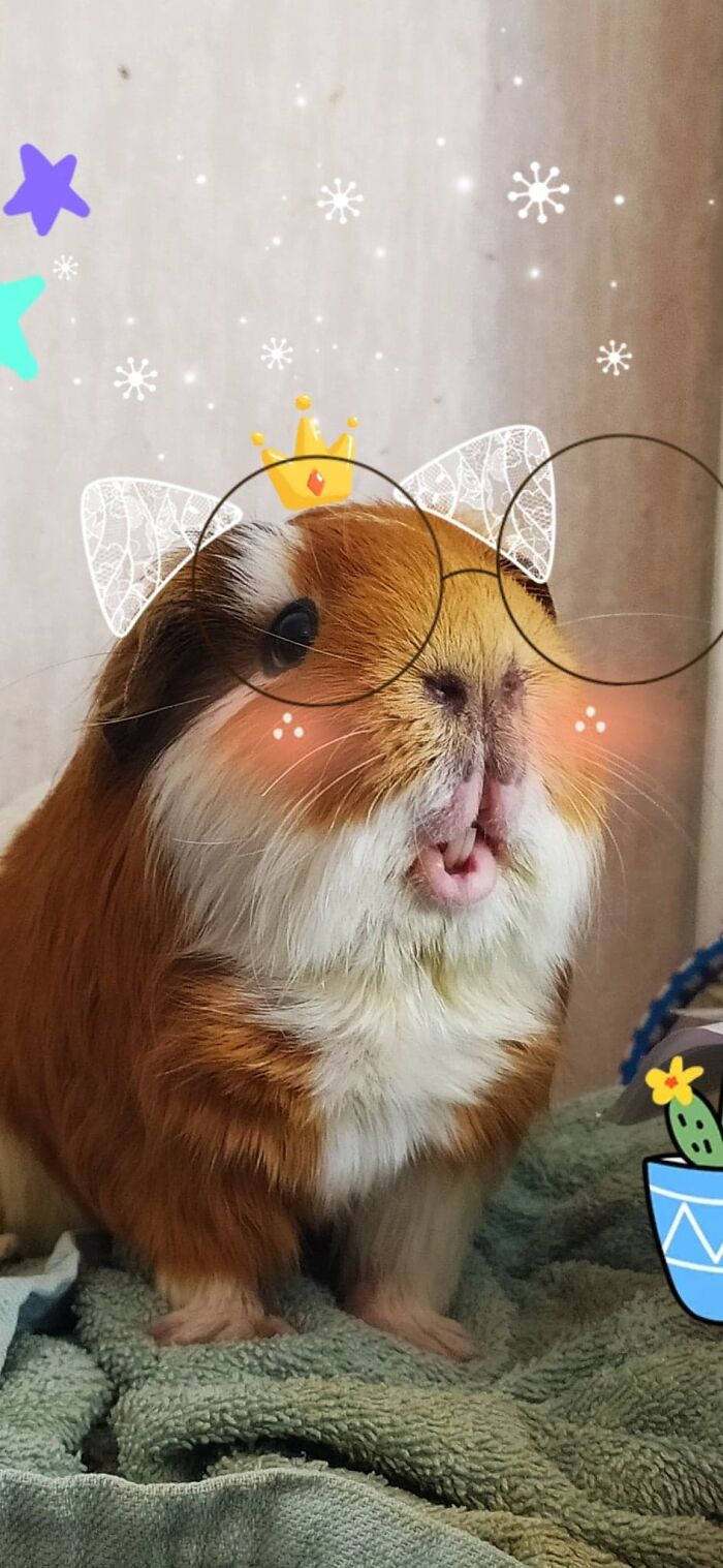 Hey Pandas, Share The Prettiest Photo Of Your Pet (Closed) Hey Pandas, Share The Prettiest Photo Of Your Pet (Closed)