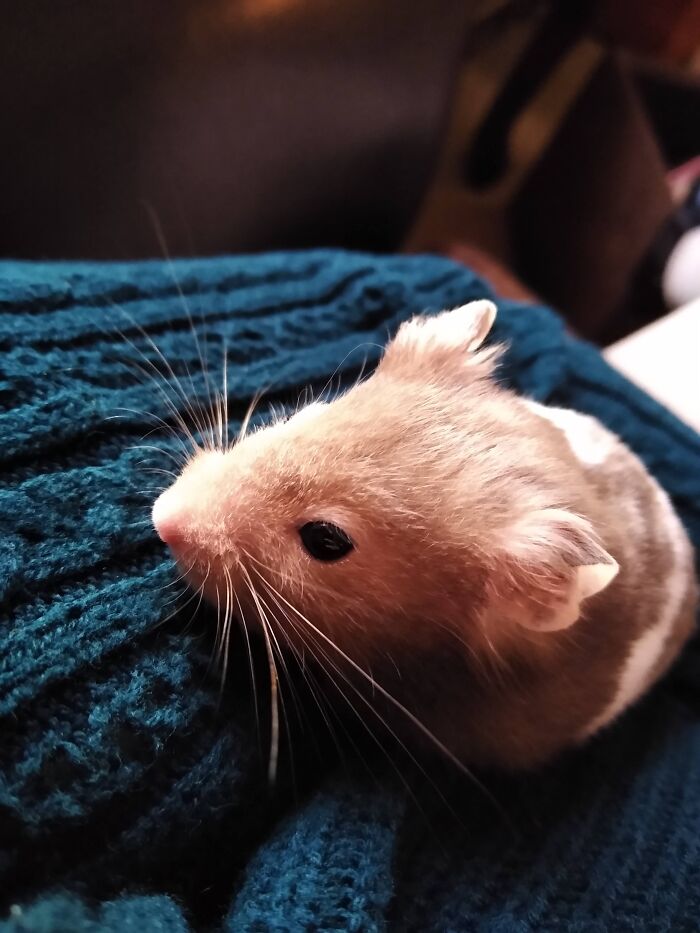 Hey Pandas, Share The Prettiest Photo Of Your Pet (Closed) Hey Pandas, Share The Prettiest Photo Of Your Pet (Closed)