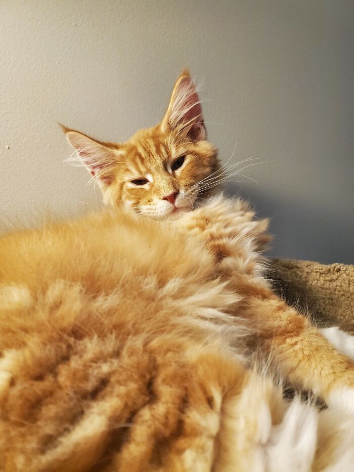 Hey Pandas, Share The Prettiest Photo Of Your Pet (Closed) Hey Pandas, Share The Prettiest Photo Of Your Pet (Closed)