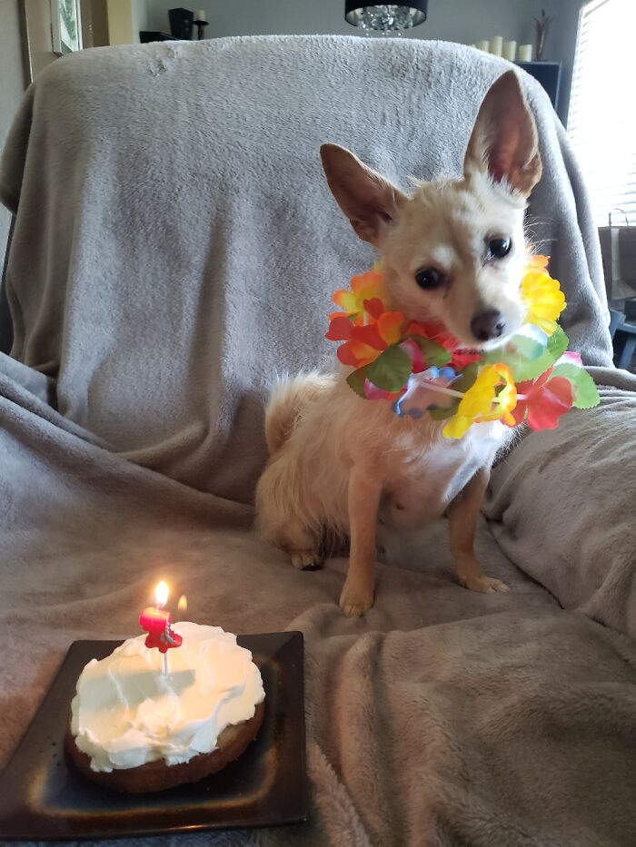 Hey Pandas, Share The Prettiest Photo Of Your Pet (Closed) Hey Pandas, Share The Prettiest Photo Of Your Pet (Closed)