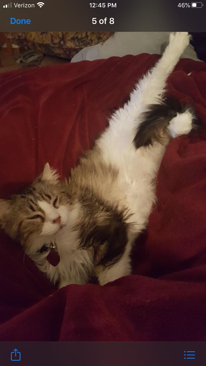 Hey Pandas, Share The Prettiest Photo Of Your Pet (Closed) Hey Pandas, Share The Prettiest Photo Of Your Pet (Closed)