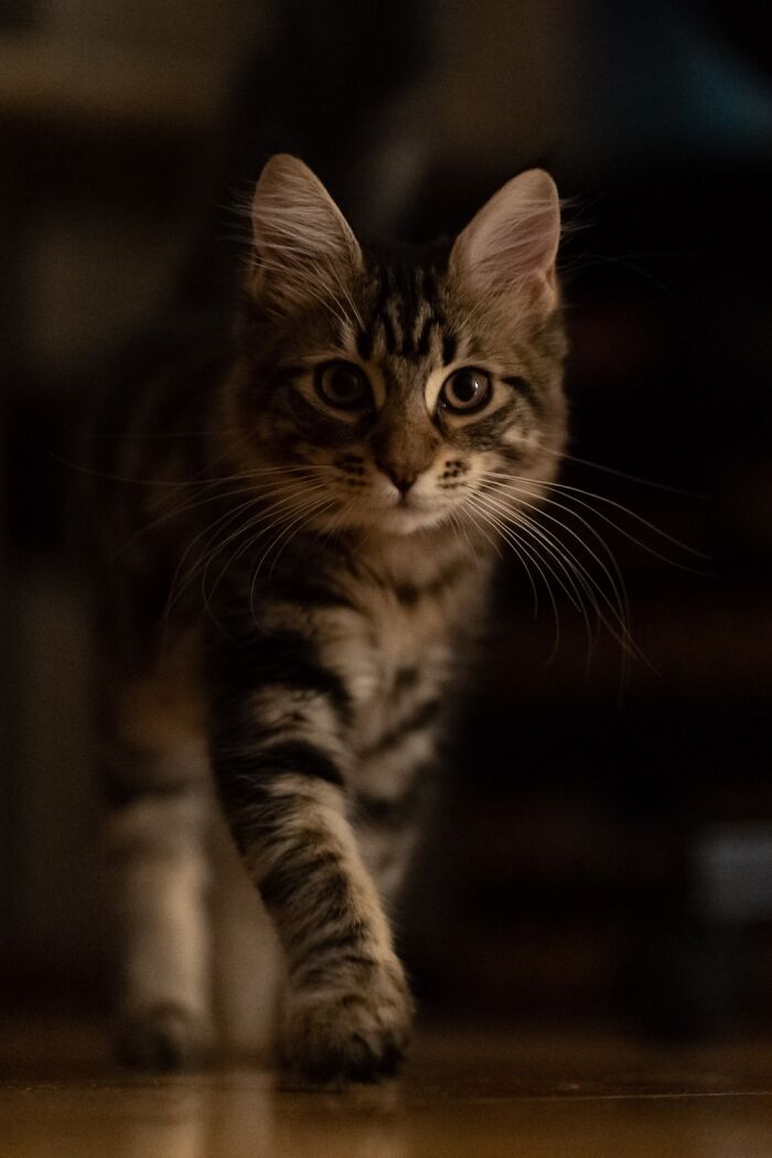 Hey Pandas, Share The Prettiest Photo Of Your Pet (Closed) Hey Pandas, Share The Prettiest Photo Of Your Pet (Closed)