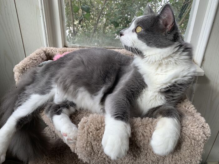 Hey Pandas, Share The Prettiest Photo Of Your Pet (Closed) Hey Pandas, Share The Prettiest Photo Of Your Pet (Closed)