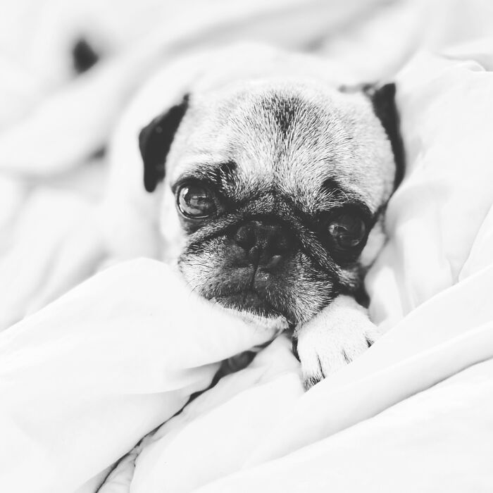 Hey Pandas, Share The Prettiest Photo Of Your Pet (Closed) Hey Pandas, Share The Prettiest Photo Of Your Pet (Closed)