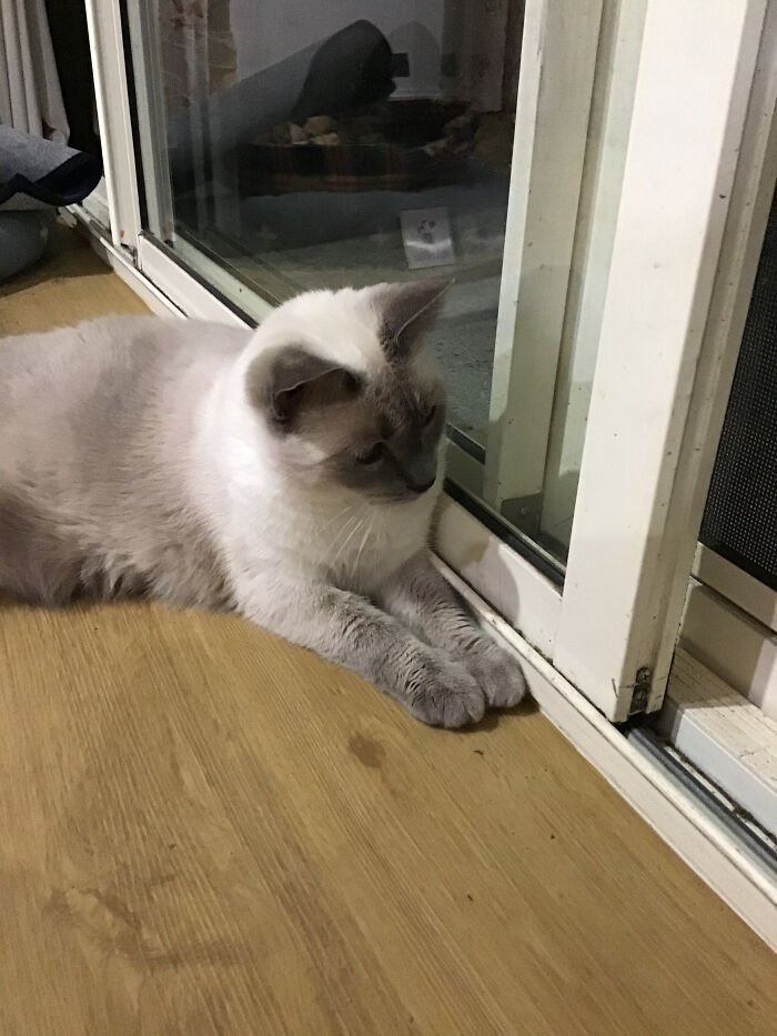 Hey Pandas, Share The Prettiest Photo Of Your Pet (Closed) Hey Pandas, Share The Prettiest Photo Of Your Pet (Closed)