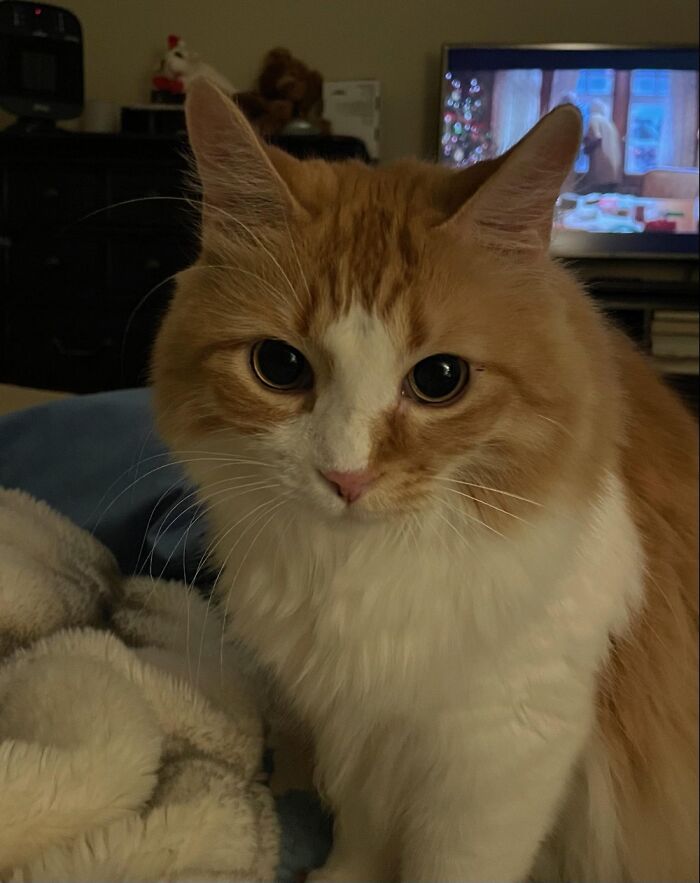 Hey Pandas, Share The Prettiest Photo Of Your Pet (Closed) Hey Pandas, Share The Prettiest Photo Of Your Pet (Closed)