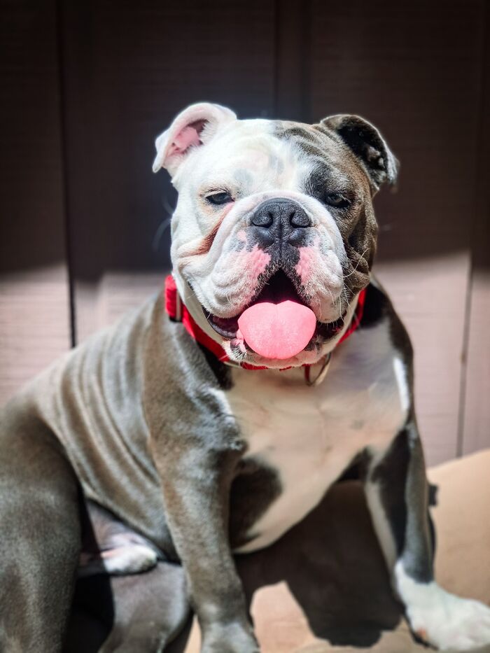 Hey Pandas, Share The Prettiest Photo Of Your Pet (Closed) Hey Pandas, Share The Prettiest Photo Of Your Pet (Closed)