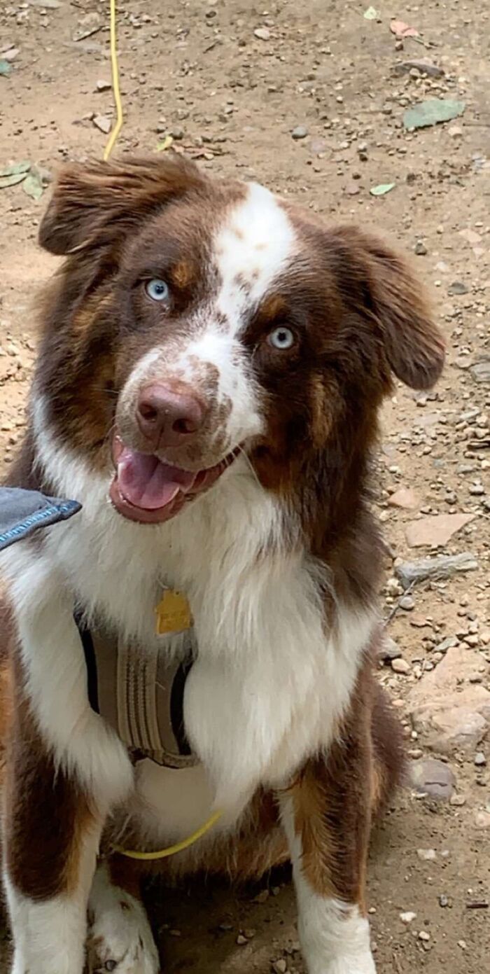 Hey Pandas, Share The Prettiest Photo Of Your Pet (Closed) Hey Pandas, Share The Prettiest Photo Of Your Pet (Closed)