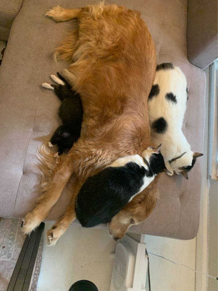 Hey Pandas, Share The Prettiest Photo Of Your Pet (Closed) Hey Pandas, Share The Prettiest Photo Of Your Pet (Closed)