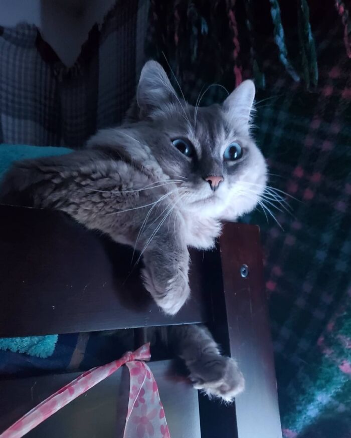 Hey Pandas, Share The Prettiest Photo Of Your Pet (Closed) Hey Pandas, Share The Prettiest Photo Of Your Pet (Closed)