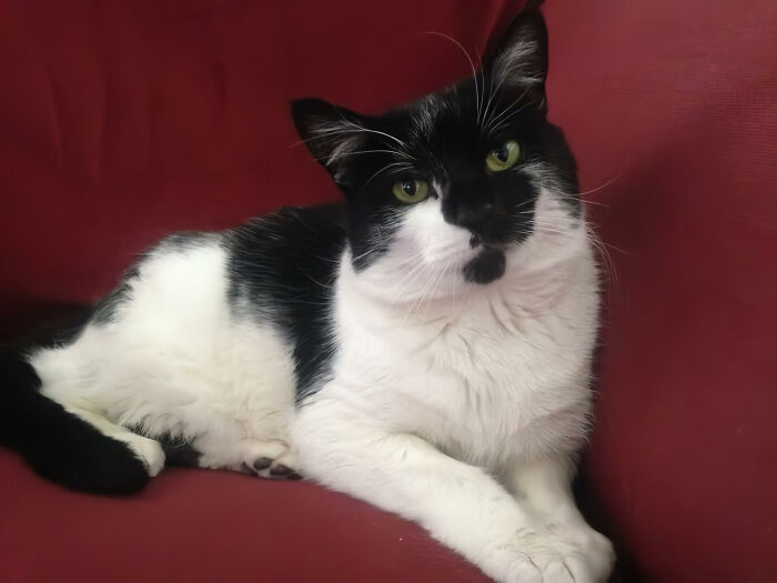 Hey Pandas, Share The Prettiest Photo Of Your Pet (Closed) Hey Pandas, Share The Prettiest Photo Of Your Pet (Closed)