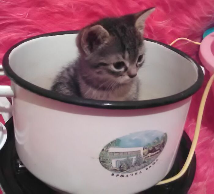 Hey Pandas, Share The Prettiest Photo Of Your Pet (Closed) Hey Pandas, Share The Prettiest Photo Of Your Pet (Closed)