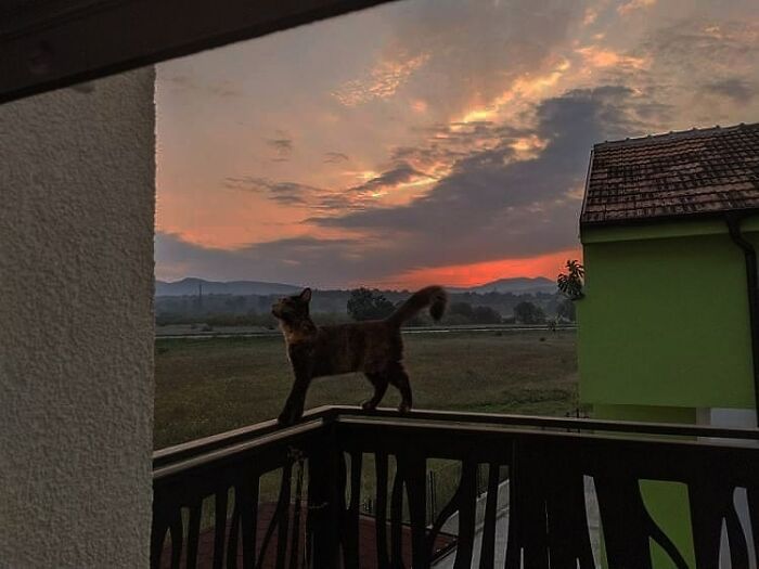 Hey Pandas, Share The Prettiest Photo Of Your Pet (Closed) Hey Pandas, Share The Prettiest Photo Of Your Pet (Closed)