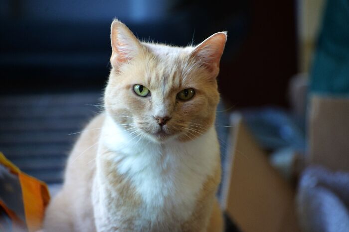 Hey Pandas, Share The Prettiest Photo Of Your Pet (Closed) Hey Pandas, Share The Prettiest Photo Of Your Pet (Closed)