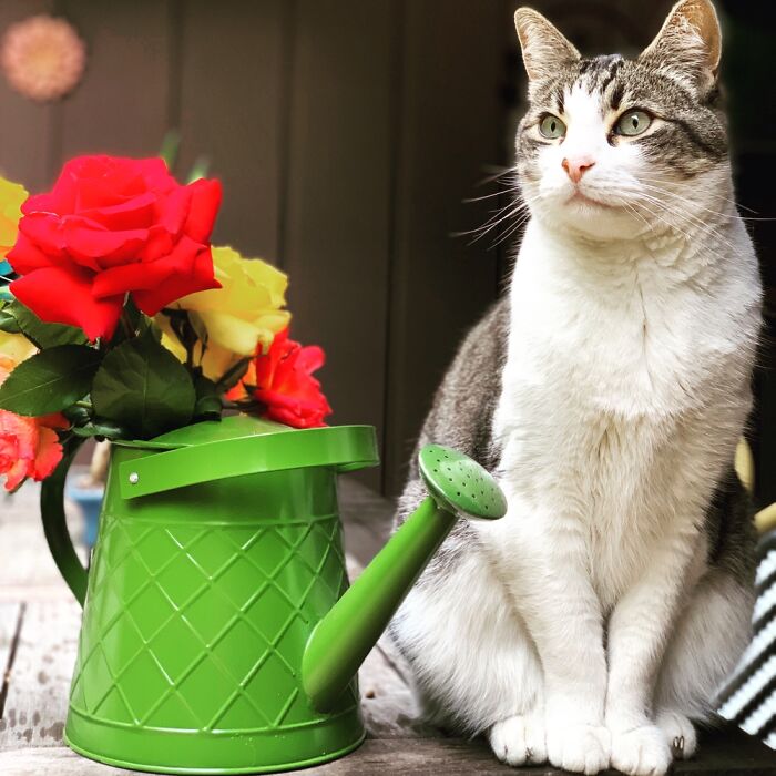 Hey Pandas, Share The Prettiest Photo Of Your Pet (Closed) Hey Pandas, Share The Prettiest Photo Of Your Pet (Closed)