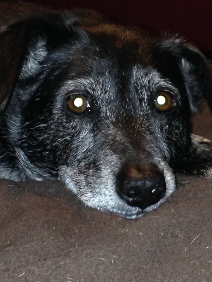 Hey Pandas, Share The Prettiest Photo Of Your Pet (Closed) Hey Pandas, Share The Prettiest Photo Of Your Pet (Closed)