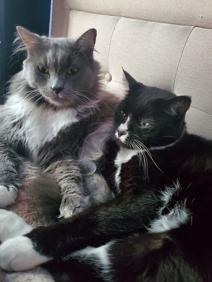 Hey Pandas, Share The Prettiest Photo Of Your Pet (Closed) Hey Pandas, Share The Prettiest Photo Of Your Pet (Closed)